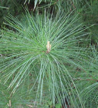 Eastern White Pine Pinus strobes Leaves are evergreen. Leaves are needles in clusters of 5.