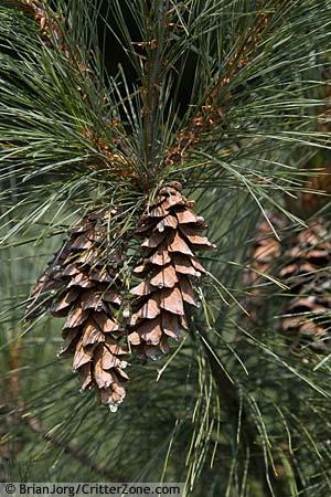 Historically, White Pines have been found to reach over 150 feet tall.
