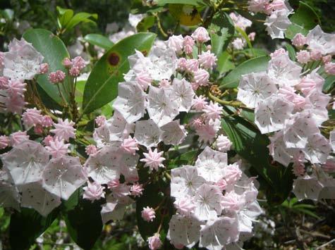 Leaves are simple. Leaves are evergreen. Leaves are shiny, waxy, and elliptical with pointed tips. Clusters of flowers are white or pink in a bowl-shape and each flower is about one inch wide.