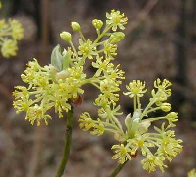 Branches have tiny yellow flowers before leaves grow in the spring. Each tree has only male or female flowers. Small to medium size tree, reaching 50 feet high.