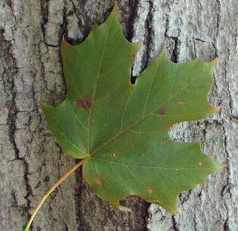 Sugar Maple Acer saccharum Leaves are opposite. Leaves are simple. Leaves have five lobes with a few large teeth. Leaves turn bright yellow, orange, or red in fall.