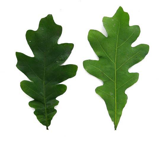 White Oak Quercus alba Leaves are simple. Leaves have 6-10 rounded lobes. Seeds are called acorns. Acorns are ¾-1 long. Acorns ripen in September.