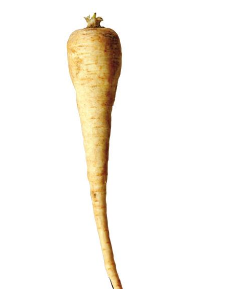 PARSNIP Parsnips resemble a white to cream colored carrot with a nutty, celery flavor, growing 8-12 inches long. Pick firm, dry parsnips and store in refrigerator in an unsealed bag 3 weeks or longer.