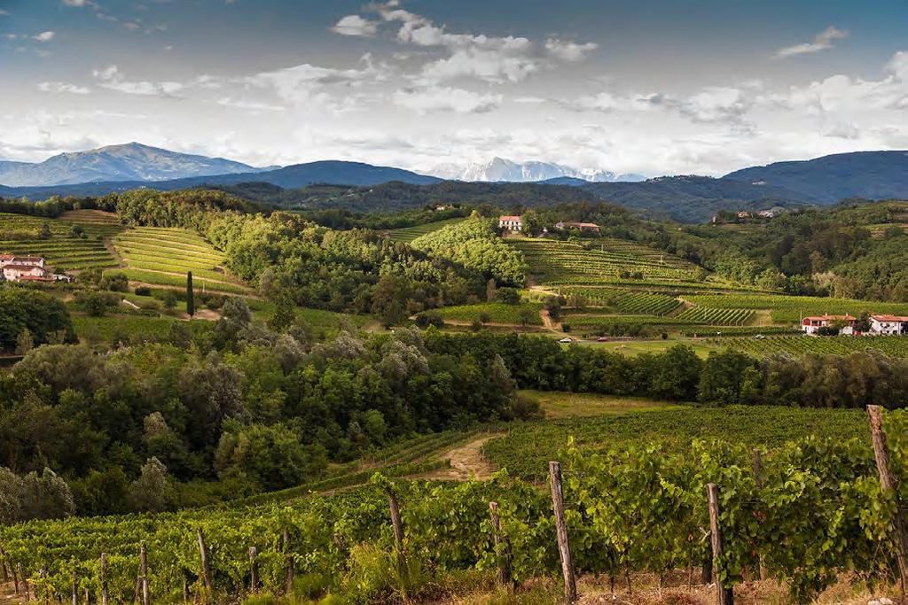 VINEYARDS AREA: Collio, Colli Orientali del Friuli GRAPES: Pinot
