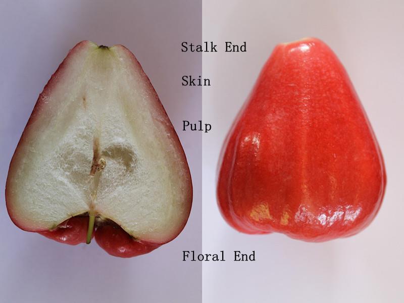 Annex A (informative) Morphology of fresh wax apple Figure A.1.
