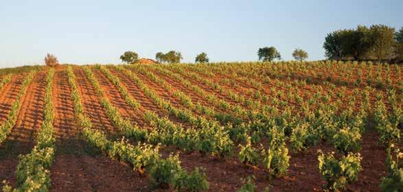 This area, which shares the Ebro River with neighbouring Navarra and Rioja, is perfect for growing vines both for the quality of the soil and its climate.