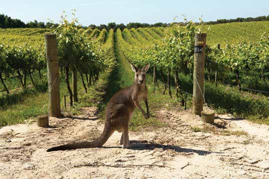 AUSTRALIA LIMESTONE COAST WINES When it comes to grapes; geography, geology and climate are crucial to producing the quality and complexity needed for outstanding wines.