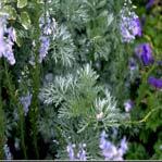 Artemisia - Good background and association plants with their aromatic, feathery foliage.