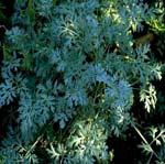 pontica ludoviciana Silver Queen Powis Castle Aruncus - We offer two varieties both quite different in form but