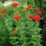 Versuvius - Height to 45cm(18 ) prefer moist, fertile soil. L. coronaria - height to 80cm(32 ) with its grey/green leaves prefers full sun and dry soil.