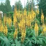 Good for early bees. Bulbous plant can increase rapidly. Nepeta 'Six Hills Giant' Easy to grow on well drained soils, preferably in full sun.