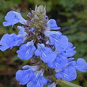 In late spring and summer bears stiff spikes of violet-blue flowers. Height and spread 60cm(24").