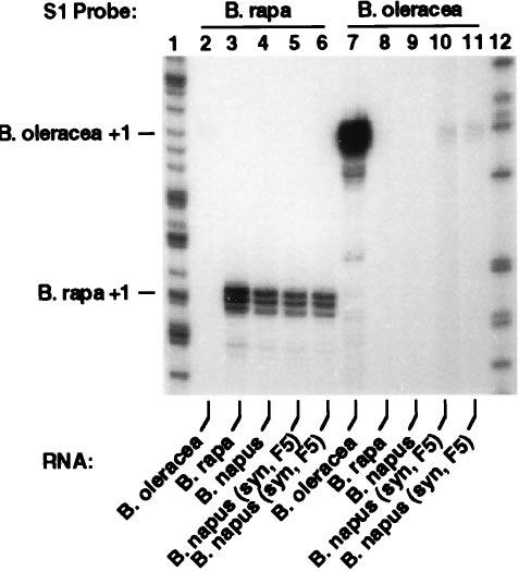 Plant Biology: Chen and Pikaard Proc. Natl. Acad. Sci. USA 94 (1997) 3445 FIG. 3. B. nigra rrna genes are dominant over B. rapa rrna genes in both natural and synthetic lines of the tetraploid B.