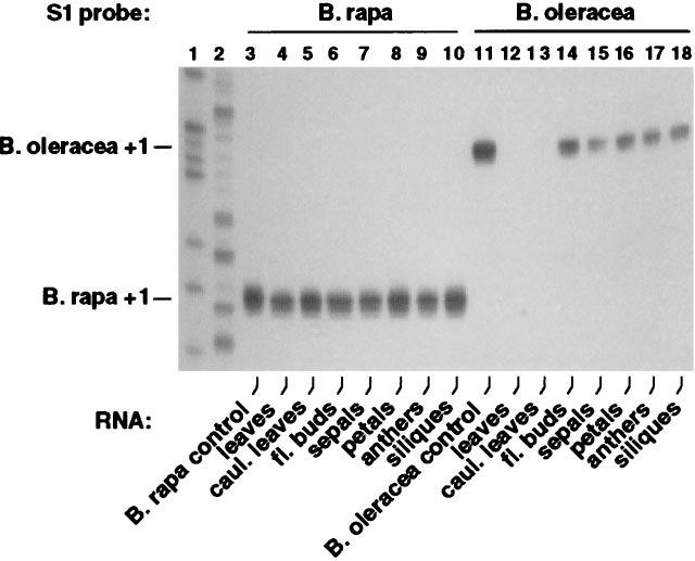 3446 Plant Biology: Chen and Pikaard Proc. Natl. Acad. Sci. USA 94 (1997) FIG. 6. Underdominant rrna genes suppressed in vegetative tissues are expressed in floral tissues of B. napus.