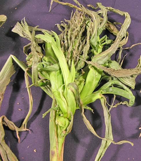 Excessive tillering (six to ten tillers per plant), rolling, and twisting of the upper leaves, and leafy proliferation of the tassel are common symptoms.