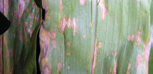 Southern corn leaf blight Southern corn leaf blight (Bipolaris maydis) is not generally regarded as a serious problem as good resistance to the disease is available.