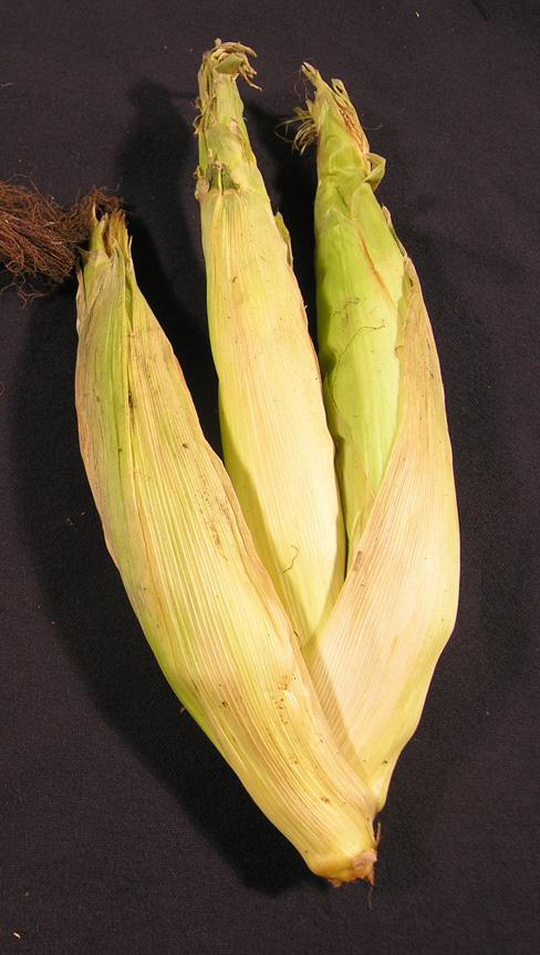 Corn- Branched ear Branched ears develop when pollination of the main ear is poor.