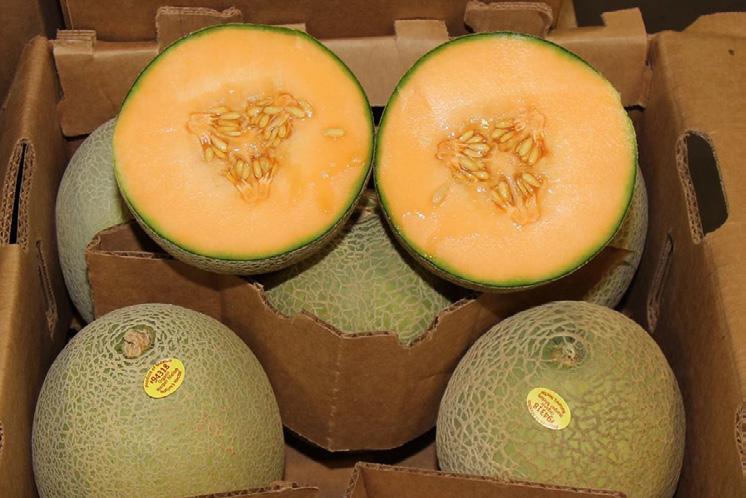They ll have beautiful Organic Cabbage for us through mid-january. Organic Harper Melons (6-9ct) will be available early this week.