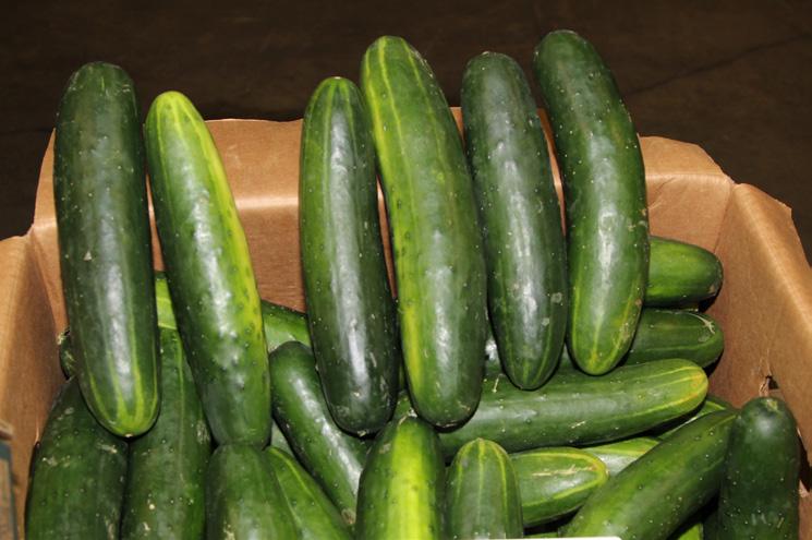 Euro Cucumbers are steady with excellent quality in Nogales and Canada. Yuma, AZ and CA will start by mid-january.
