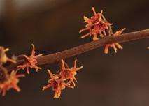 TREES photographs Steve Leonard (habitat) and Tim Brotzman (close-ups) 59 The flowers of Hamamelis ovalis