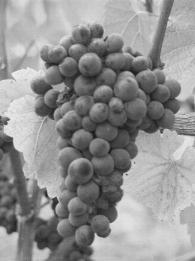 Questions Where in the grape berry do most of the important phenolic compounds in wine come from?