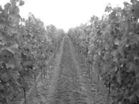 in Pinot noir Canopy management influences on Pinot noir aroma and flavor compounds Today in Wine