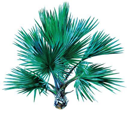 Latanier bleu Latania loddigesii is a species of palm tree.
