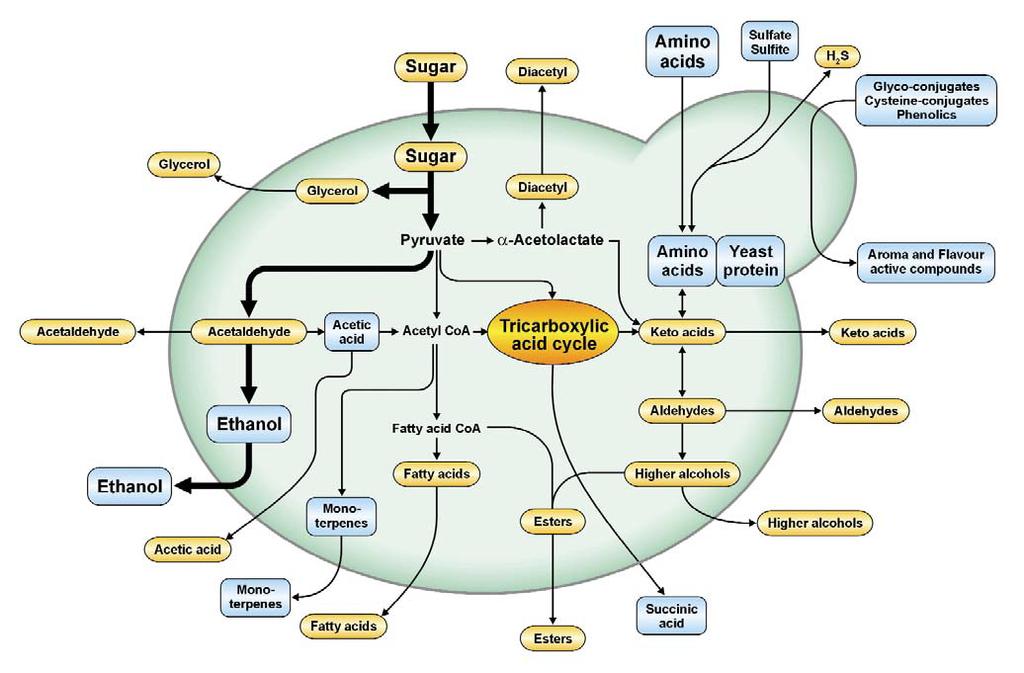 Metabolic pathways as a tool