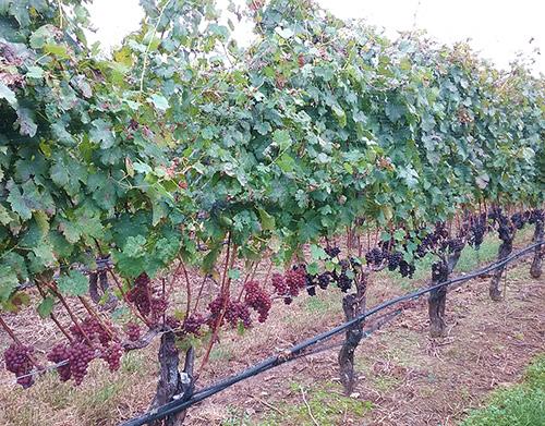 and Plant-Microbe Biology, School of Integrative Plant Science, Cornell AgriTech Grapevine red blotch virus affects fruit ripening of a diseased (left) compared to a healthy (right) Cabernet franc