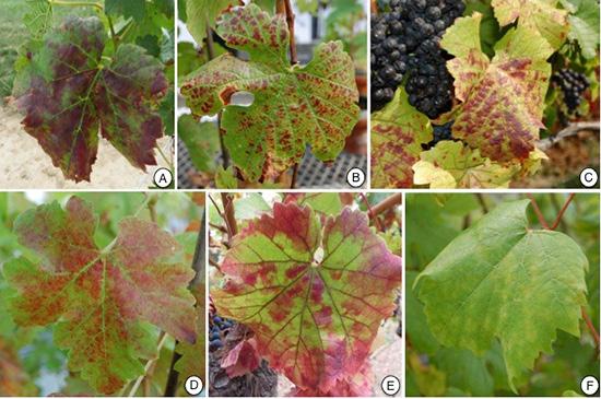 Background. Red blotch disease has emerged in the last decade as one of the major viral diseases of grapevine in North America.