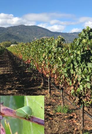 Red blotch can cause losses up to $170,000 per acre over the lifespan of a vineyard, depending on the initial disease incidence, cultivar, region, and price penalty for low quality fruit (6).
