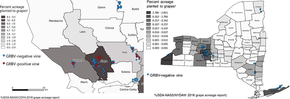 Figure 7: Map of wild vines in northern California (left) and New York (right) surveyed for the presence of GRBV. Counties are colored according to the percentage of acreage planted to grapevines.