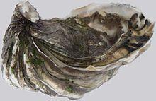 Overview of Two Species for Aquaculture Pacific Oyster Native to Japan 1-3 years to develop to