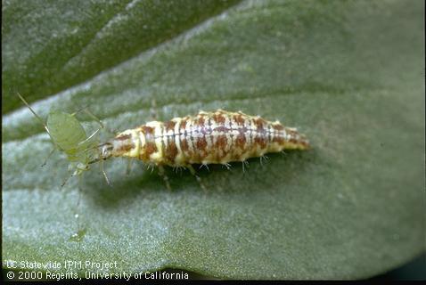 thrips Lacewings