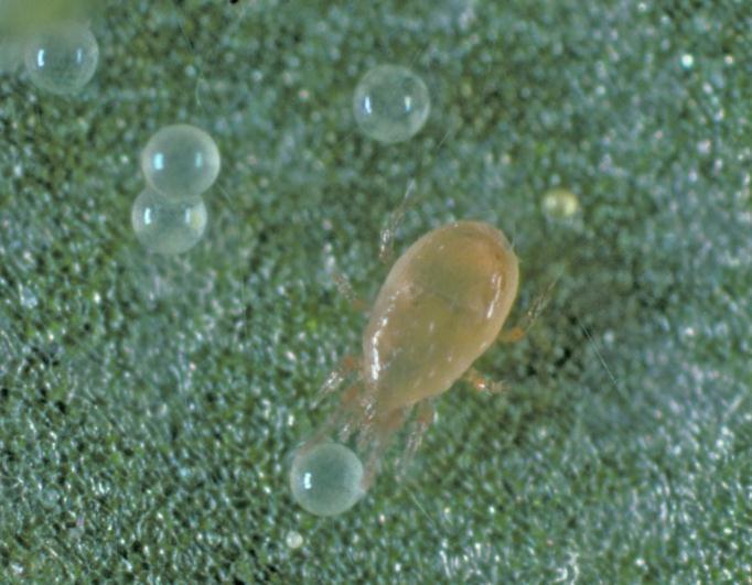Predaceous mites on winegrapes Adult females are typically narrowly oval Most are shiny white to