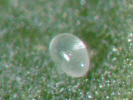 and perhaps 3 to 4 times larger than the spherical eggs of spider mites Overwinter primarily under
