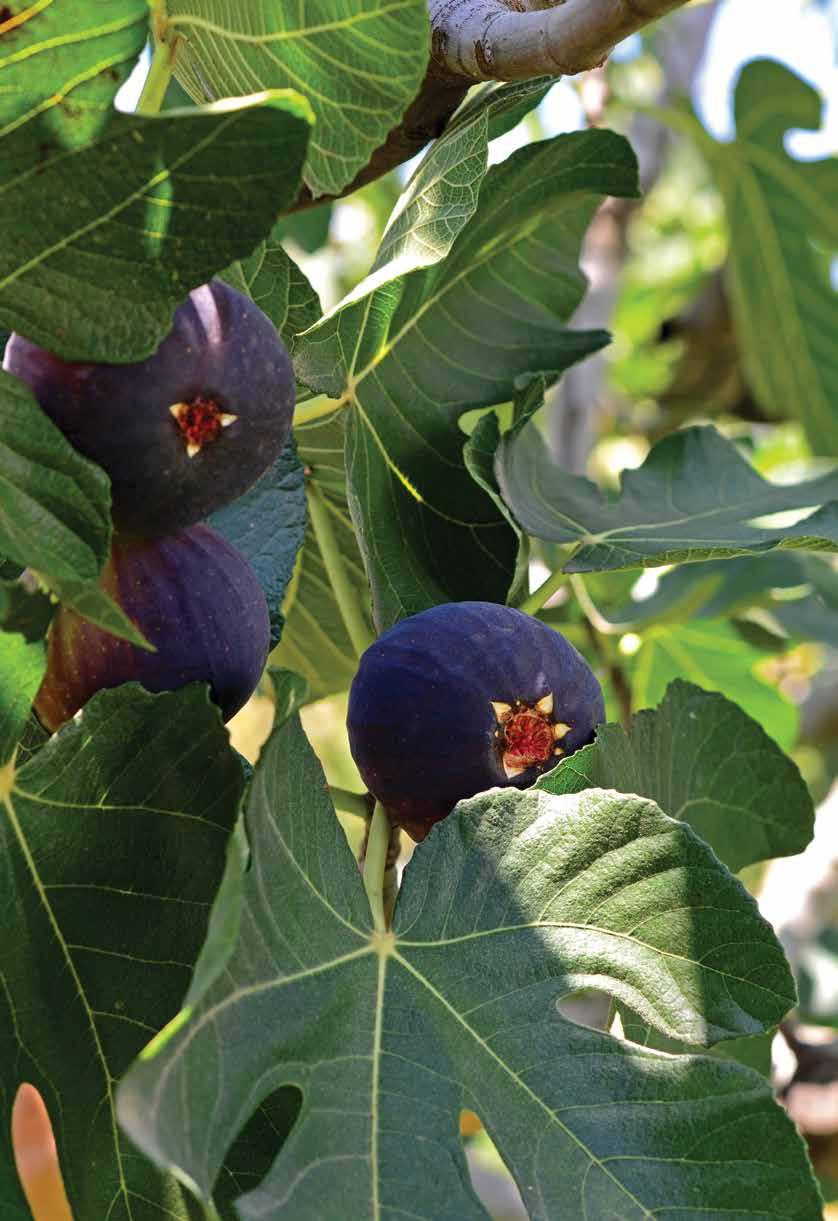 Fresh Black Figs Variaty: Bursa