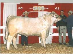 Dybdal Charolais Annual Bull & Female Sale 2nd Wednesday of April