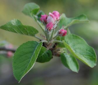 APPLICATION OF ETHEPHON (CERONE) Application window: pink bud to ca.