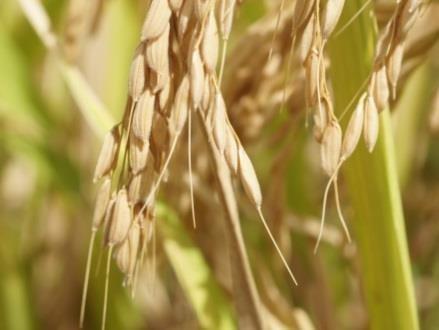 SL-12R restorer rice variety were found to be