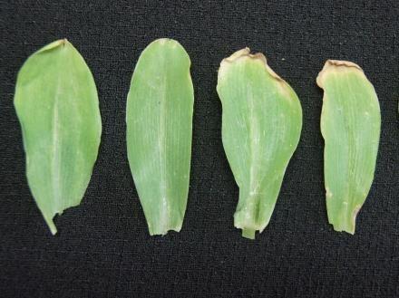 corn variety were found to be Distinct, Uniform and Stable from