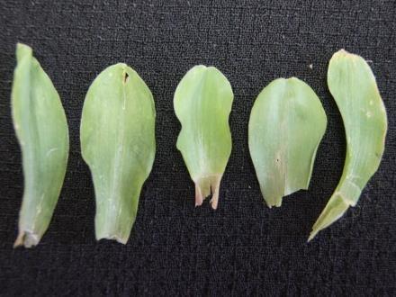Characteristics 2 First leaf: shape of tip Candidate Variety