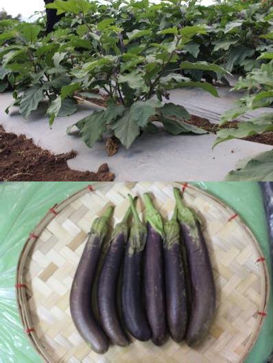 Fruits are cylindrical, uniformly purple with rounded fruit apex. The average fruit length and diameter of Sikat is 19.32 cm and 3.64 cm, respectively. Sikat has prostrate plant growth habit.