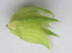 Similar Varieties Jade Green PW Pag-asa 3 Pag-asa 7 1 -