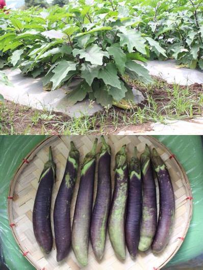 Leaf margins are sinuate and leaf color are violet to green. Flowers have medium purple color. Fruits are uniformly cylindrical with lengths around 25cm and diameters of around 3.
