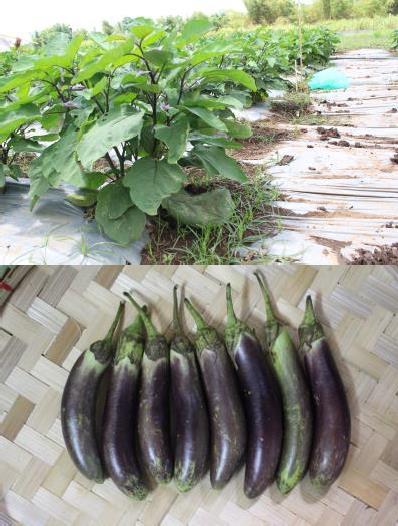 r Application Number: 16-0260 Filing Date: 22-Mar-2016 Applicant: University of the Philippines Los Baños UPLB College, Laguna 4031, Philippines Crop: Eggplant Proposed Denomination: IPB Eggplant