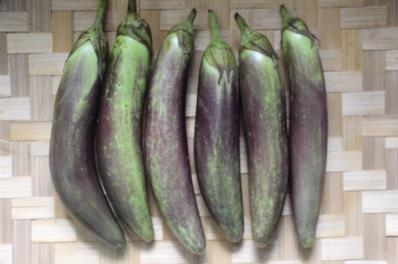 Inbred 4 Description of the variety: IPB Eggplant Inbred 4 (IPB EGi-4) has an erect to semi-erect plant attitude. Its stem has medium anthocyanin coloration and strong hairiness.