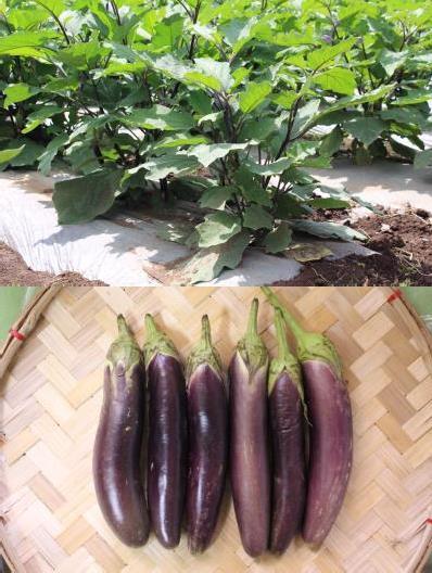 The color is a uniform medium to dark purple with medium to strong glossiness at harvest. The calyx has no anthocyanin coloration and has very weak to no spines.