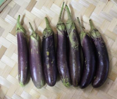 Plant Variety Gazette Volume XVI Application Number: 16-0264 Filing Date: 22-Mar-2016 Applicant: University of the Philippines Los Baños UPLB College, Laguna 4031, Philippines Crop: Eggplant Proposed
