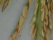 Frontline Gold (RH 1531) hybrid rice variety were